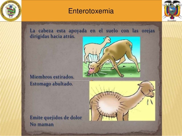 enterotoxemia en alpacas